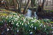 Snowdrops (Galanthus) growing beside stream in woodland in late afternoon sunlight, Burghclere, Hampshire, England, United Kingdom, Europe