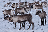 Rentierherde im Schnee, Abisko, Gemeinde Kiruna, Kreis Norrbotten, Lappland, Schweden