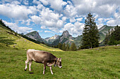 Cow is grazing at Saxer Lucke valley, Appenzell Canton, Alpstein Range, Switzerland
