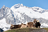 Cows in Canton Uri, Canton of Uri, Switzerland, Europe