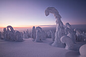 Gefrorene Bäume in den verschneiten Wäldern des Riisitunturi-Nationalparks während des Sonnenuntergangs, Posio, Lappland, Finnland, Europa
