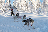 Dog sledding, Kuusamo, Northern Ostrobothnia region, Lapland, Finland