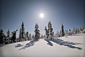 Bäume vor dem Mond im Pallas-Yllastunturi-Nationalpark, Muonio, Lappland, Finnland, Europa
