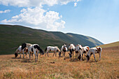 Europe, Italy, Central italy, Abruzzo, Aquila district, Gran Sasso national park.