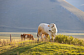 Europa, Italien, Umbrien, Bezirk Perugia, Sibillini-Nationalpark.