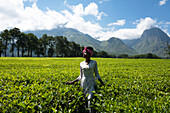 Afrika, Malawi, südliches Afrika, Distrikt Mulanje, Teeplantagen.