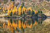 Autumn larches reflection, lake Cavloc, Forno valley, Bregaglia Valley, Maloja district, Engadine, Canton of Graubunden, Switzerland, Europe