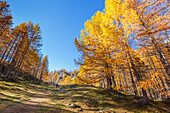 Wanderer wandert auf dem herbstlichen Weg zum Nero-See (lago Nero), Naturpark Alpe Devero, Baceno, Alpe Veglia und Alpe Devero, Provinz Verbano-Cusio-Ossola, Piemont, Italien, Europa (MR)