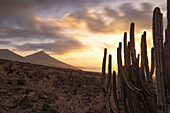 eine Langzeitbelichtung, um den Sonnenuntergang am Strand von Cofete während eines warmen Sommertages mit dem Kaktus im Vordergrund einzufangen, Naturpark de Jandia, Fuerteventura, Kanarische Insel, Spanien, Europa