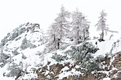 Larches in winter at Valbona pass, Veneto, Italy