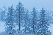Larches in winter at Folgaria, Trentino, Italy