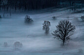 Dead trees in the fog at Airuno, Lombardy, Italy