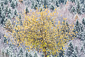 Tree betweeen autumn and winter at Folgaria, Trentino, Italy