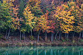 Autumn trees at Lavarone lake, Trentino, Italy
