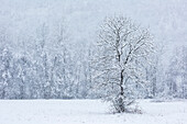 Einsamer Baum im Winter in der Lombardei, Italien