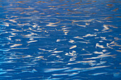 Skates marks on ice at Lavarone lake, Alpe Cimbra, Trentino, Italy