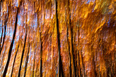A creative vision of trees in autumn at Alpe Cimbra,Trentino, Italy