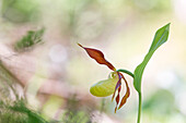 Cypripedium calceolus Orchidee im Val di Non, Trentino, Italien