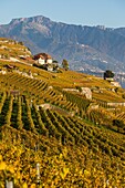 View of the lavaux vineyards, wine-growing region on the list of unesco world heritage sites since 2007, wine, lavaux, canton of vaud, switzerland