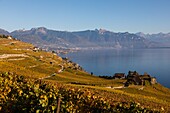 Blick auf die Weinberge von Lavaux und den Genfer See, Weinbauregion auf der Liste des Unesco-Welterbes seit 2007, Wein, Lavaux, Kanton Waadt, Schweiz