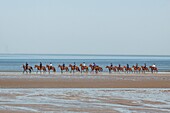 Horseback ride on the beach of deauville at low tide, sea, deauville, calvados, normandy, france