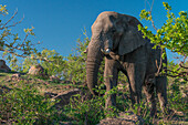 Afrikanischer Elefant (Loxodonta africana) im Krüger-Nationalpark, Südafrika, beim Fressen in entspannter Haltung am Straßenrand.