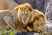 Zwei männliche Afrikanische Löwen (Panthera leo) in der Masai Mara, Kenia, löschen ihren Durst nach dem Fressen eines Gnus.