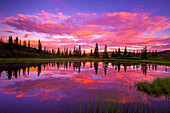 INTENSE Sonnenuntergang reflektiert im Nugget Pond, Denali National Park, Alaska