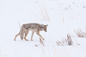 COYOTE (Canis latrans) IN A SNOWSTORM IN YELLOWSTONE NATIONAL PARK, WYOMING, USA