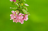 Crabapple-Blüten vor dem Grün eines Frühlingsrasens.