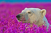 Eisbär (Ursa maritimus) im Feuerkraut (Epilobium angustifolium) auf einer Insel vor der subarktischen Küste der Hudson Bay, Churchill, Manitoba, Kanada. Die Bären verbringen den Sommer auf der Insel und halten Ausschau nach unvorsichtigen Robben oder toten Walen, die sie anspülen. Die globale Erwärmung hat ihren Winter verkürzt, so dass sie im Sommer verstärkt auf Nahrungssuche gehen.