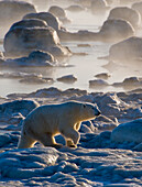 Eisbär (Ursa maritimus) auf dem Eis und Schnee der subarktischen Hudson Bay, Churchill, MB, Kanada