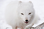 Arctic Fox (Vulpes lagopus), Canada.