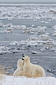 Eisbär (Ursa maritimus) auf dem Eis und Schnee der subarktischen Hudson Bay, Churchill, MB, Kanada