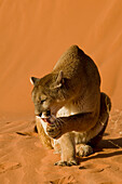 Mountain Lions in the mountains of Montana, United States