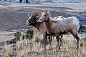 Bighorn Sheep (Ovis canadensis) ram and ewe pair portrait near Yellowstone National Park, Wyoming, USA