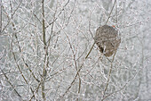 Bald-faced hornet (Dolichovespula maculata) nest in trembling aspen (Populous trembuloides) in atumn fog and hoarfrost.