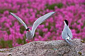 Küstenseeschwalbe (Sterna paradisaea) in der Hudson Bay, Churchill, Manitoba, Kanada. Küstenseeschwalben nisten häufig in Nord-Manitoba, Nunavut und den Nordwest-Territorien. Sie verteidigen ihre Nester und Jungen sehr aggressiv gegen alle Raubtiere und Bedrohungen, einschließlich des Menschen.