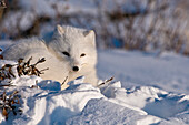 Arctic Fox (Vulpes lagopus) at Seal River Lodge, coastal Hudson Bay, Churchill, MB, Canada