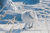 The Arctic Fox (Vulpes lagopus) makes its winter living by following polar bears onto the ice and eating the left-overs from their kills. Its coat changes from the mixed gold and black of summer to a mostly pure white fur in winter. They are alert and clever scavengers and quickly adapt to man's presence.