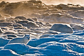 Arctic Fox (Vulpes lagopus) at sunrise at Seal River Lodge, coastal Hudson Bay, Churchill, MB, Canada