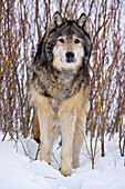 Männlicher Grauer Wolf (Canis lupus) Grauer Wolf Porträt im frisch gefallenen Schnee, Montana, USA.