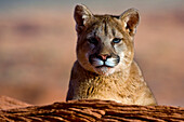 Mountain Lions in the mountains of Montana, United States