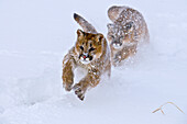 Mountain Lions in the mountains of Montana, United States