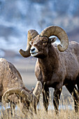 Bighorn Sheep (Ovis canadensis) ram portrait chewing grass near Yellowstone National Park, Wyoming, USA