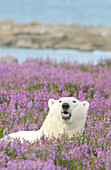 Polar Bear (Ursa maritimus) in fireweed (Epilobium angustifolium) on an island off the sub-arctic coast of Hudson Bay, Churchill, Manitoba, Canada. Bears come to spend the summer loafing on the island and looking for a careless seal or dead whale to wash up. Global warming has shortened their winter so they are increasingly looking for food in the summer.