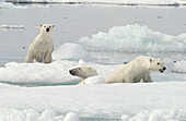 Mother Polar Bear (ursus maritimus) with cubs on ice in sub-arctic Wager Bay near Hudson Bay, Churchill area, Manitoba, Northern Canada