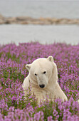 Polar Bear (ursus maritimus) relaxing in Fireweed (Epilobium angustifolium) on sub-arctic flower covered island at Hubbart Point, Hudson Bay, near Churchill, Manitoba, Northern Canada..