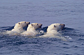Eisbärenmutter (ursus maritimus) mit schwimmenden Jungtieren in der subarktischen Wager Bay in der Nähe der Hudson Bay, Region Churchill, Manitoba, Nordkanada