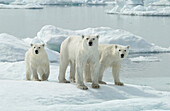 Mother Polar Bear (ursus maritimus) with cubs dripping on ice in sub-arctic Wager Bay near Hudson Bay, Churchill area, Manitoba, Northern Canada